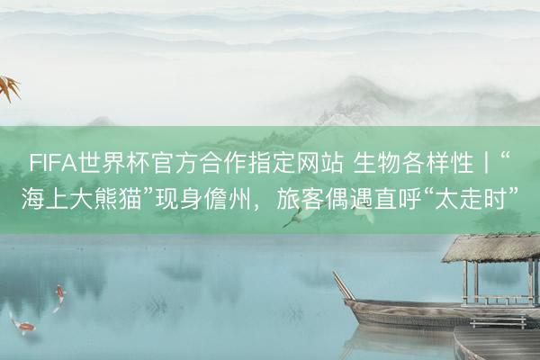 FIFA世界杯官方合作指定网站 生物各样性丨“海上大熊猫”现身儋州，旅客偶遇直呼“太走时”