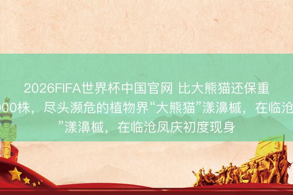 2026FIFA世界杯中国官网 比大熊猫还保重！公共不及1000株，尽头濒危的植物界“大熊猫”漾濞槭，<a href=